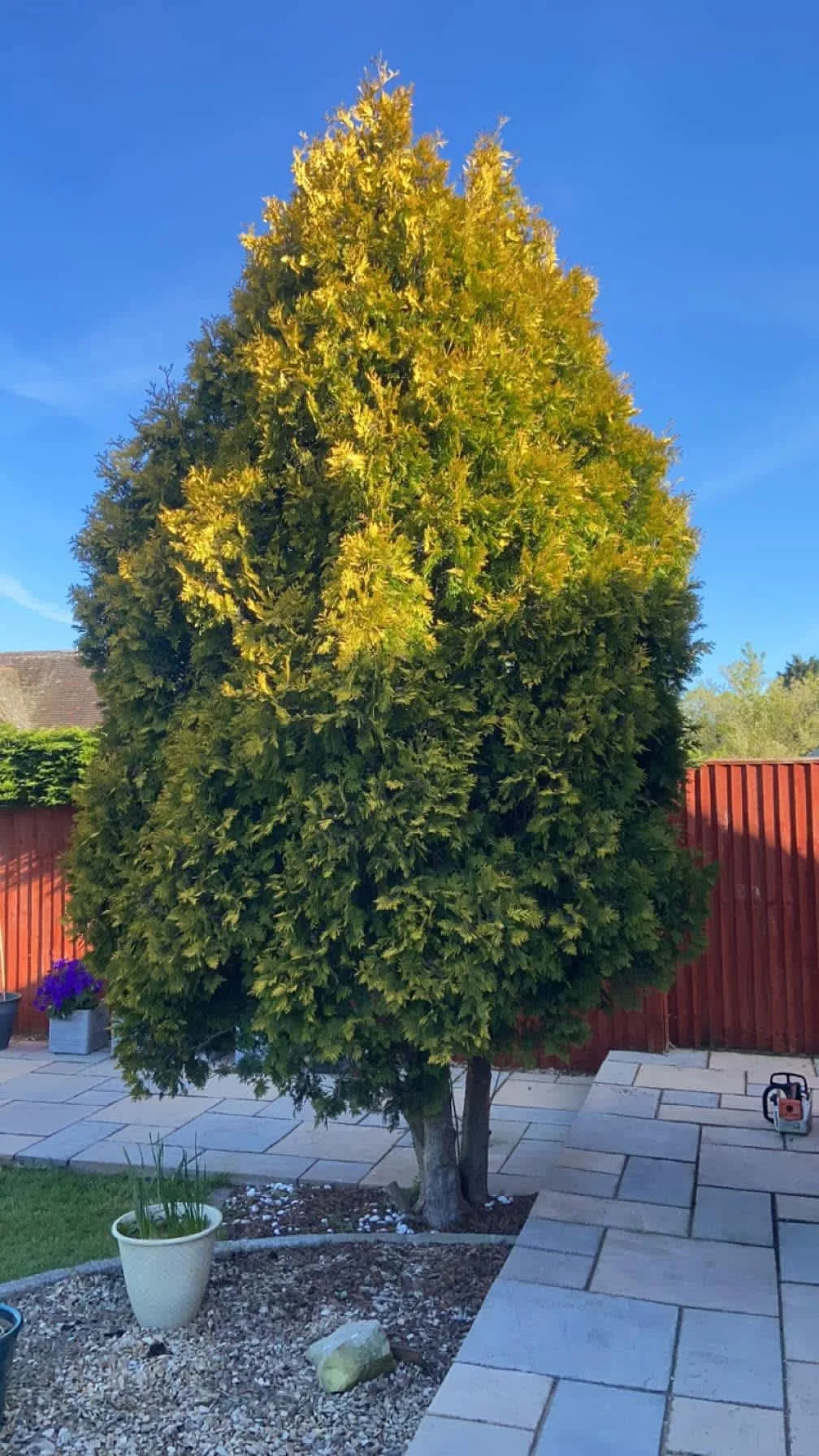 Images Oakwood Tree & Landscaping Services