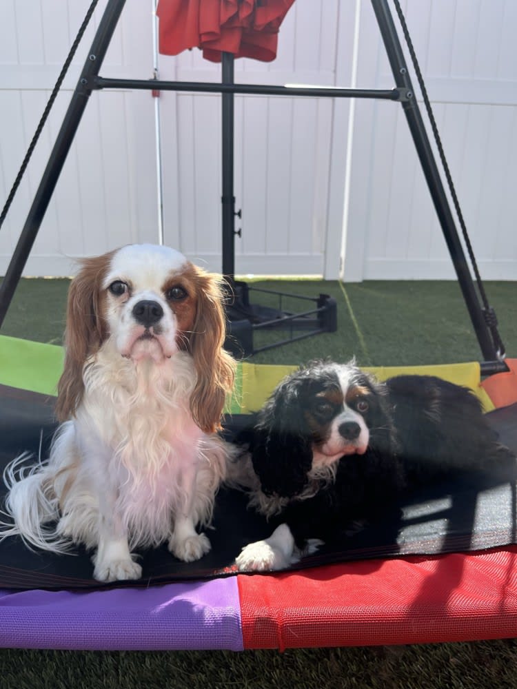 The Dog Stop - Katy Image