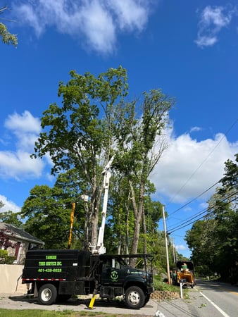 Images Yankee Tree Service