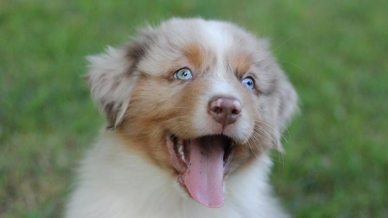 Images Rieshof Dogresort