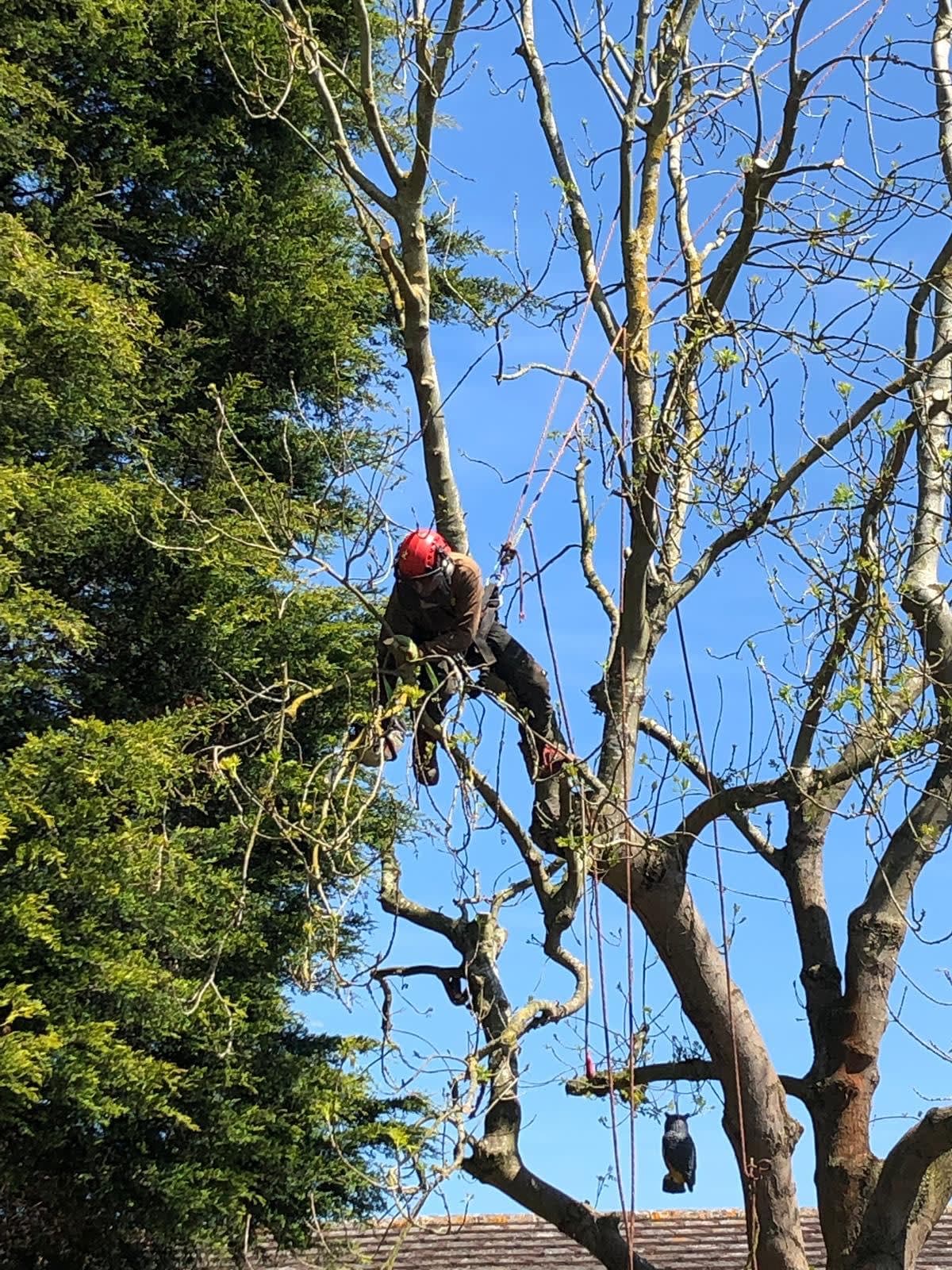 Images Ms Tree Care Ltd