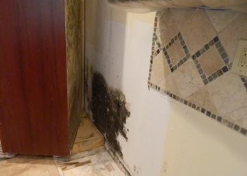 QCI Mold Removal and Testing finds hidden black mold in Clearwater kitchen.