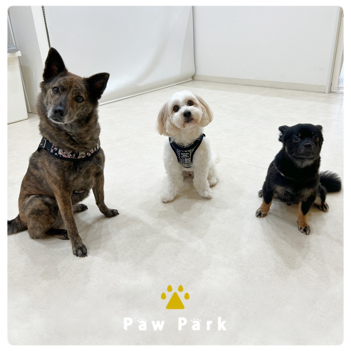 Images PawPark 犬のようちえん 高槻店