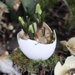 TOPFPFLANZEN Eier schale mit pflanze - Blütenkorb München