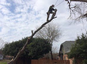 Heartwood Tree Service Logo
