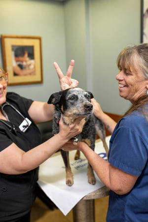 Images VCA Cairo Animal Hospital