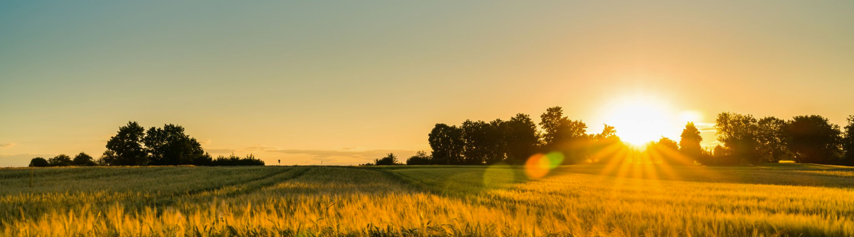 A golden sunrise illuminating a field of wheat.