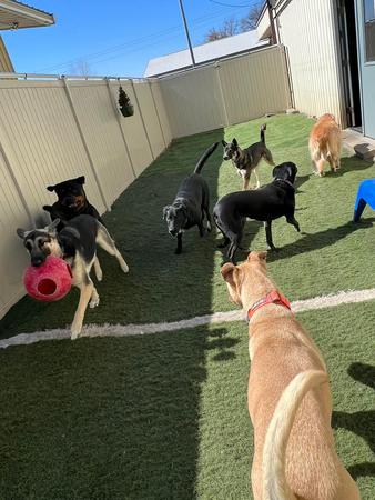 Images Doggie Business, LLC