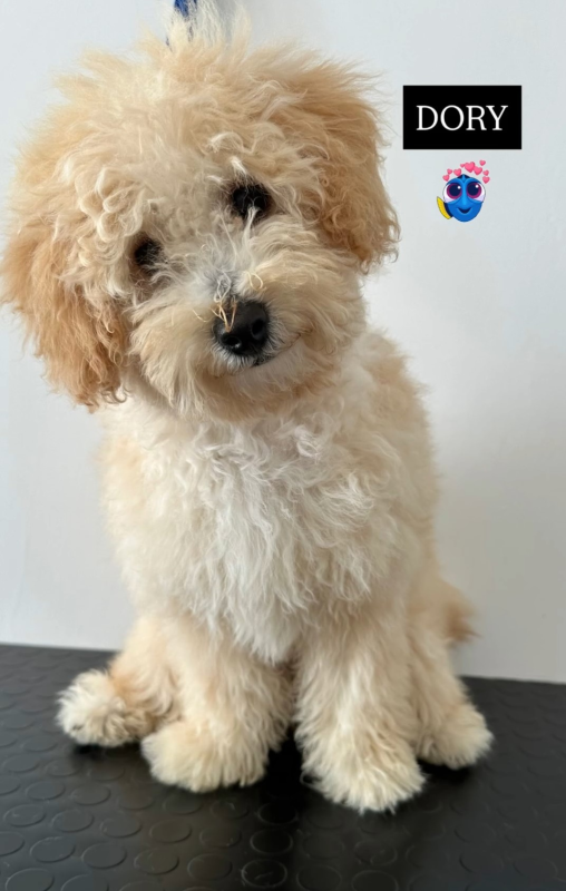 Images Luxury Dog Toelettatura