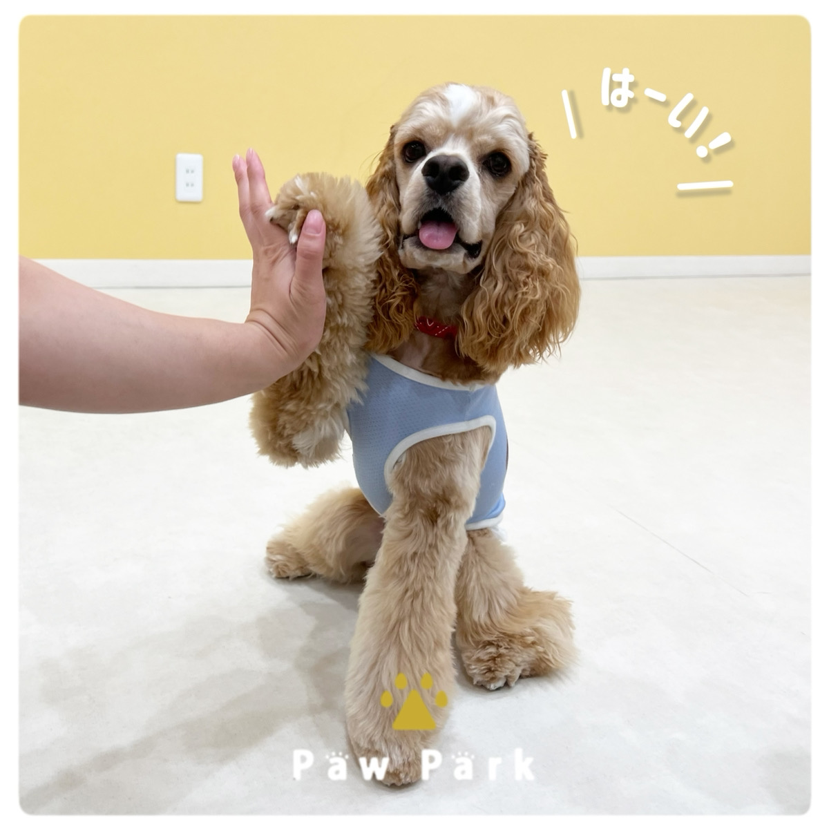 Images PawPark 犬のようちえん 高槻店
