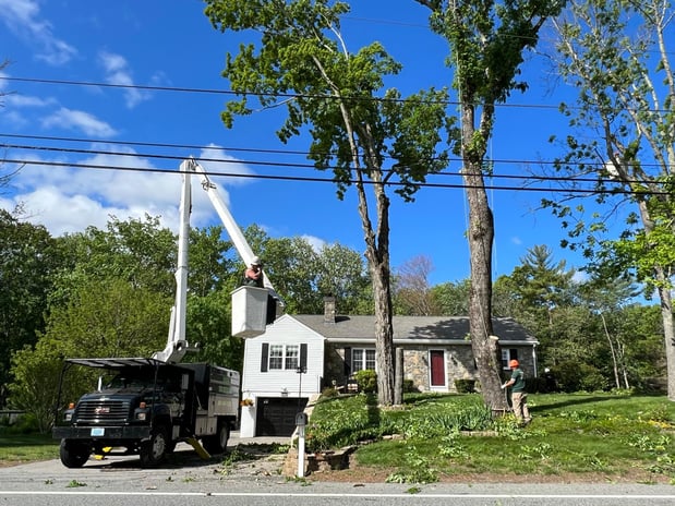 Images Yankee Tree Service