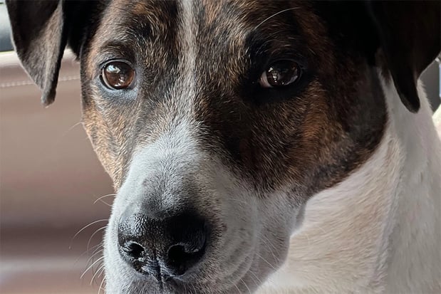 Images Arlo's RV Resort