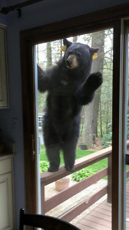 Images Black Bear Fuel Oil, Plumbing, Heating & Air Conditioning