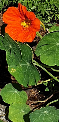 Bild 4 von Apotheke Zum Auge Gottes Mag. G. Libowitzky KG