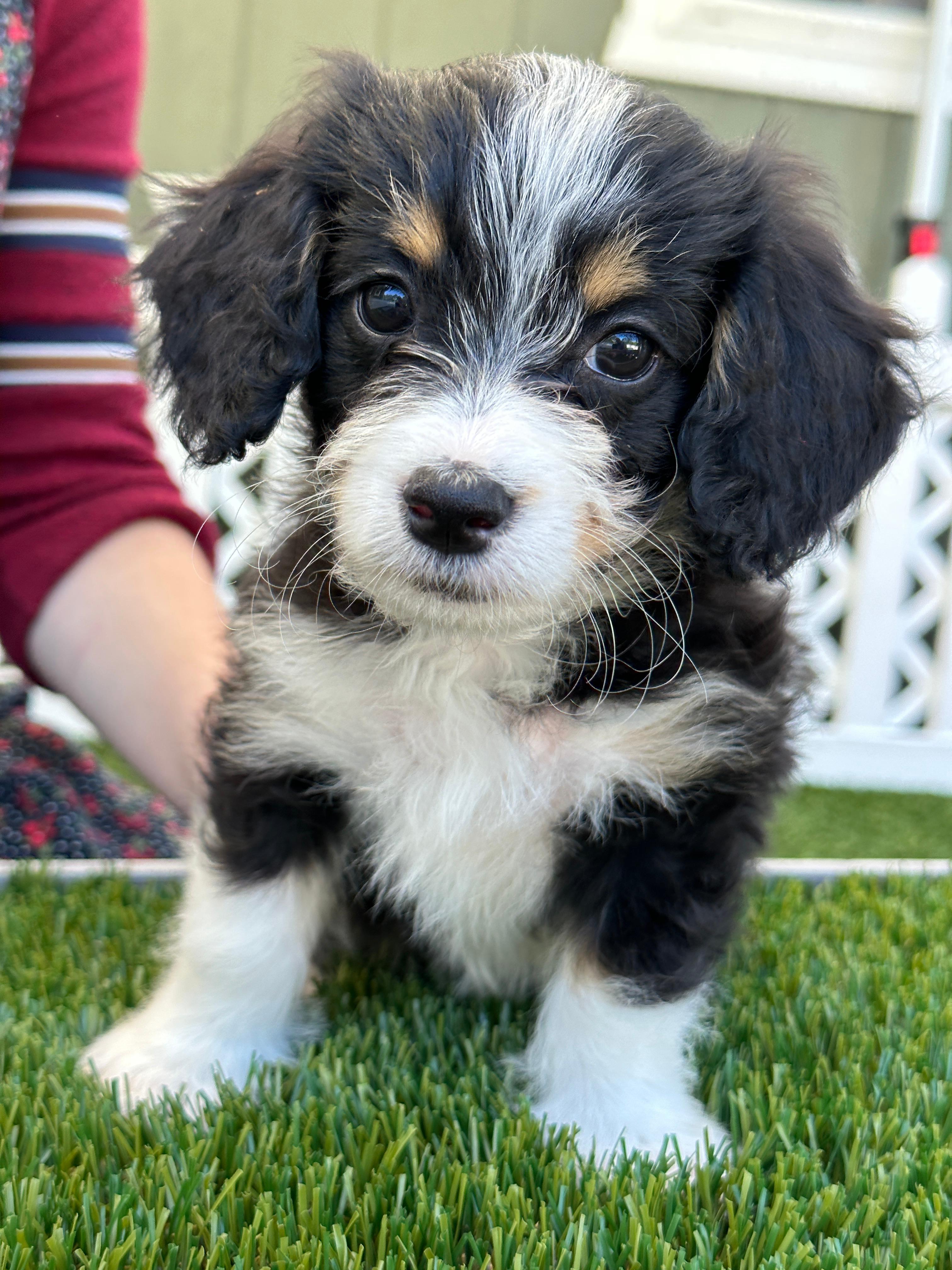 bernedoodles - call us for availability! Hess Family Beautiful Puppies Russell (413)310-6722
