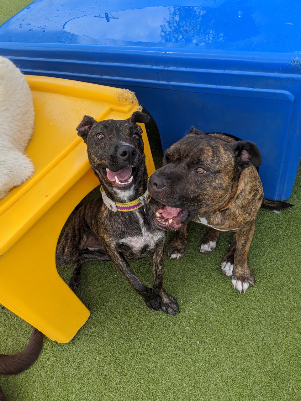 Daycare buddies!