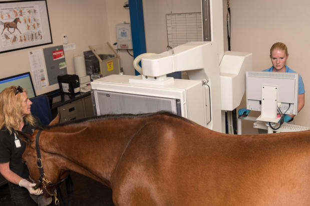 Images Palm Beach Equine Clinic