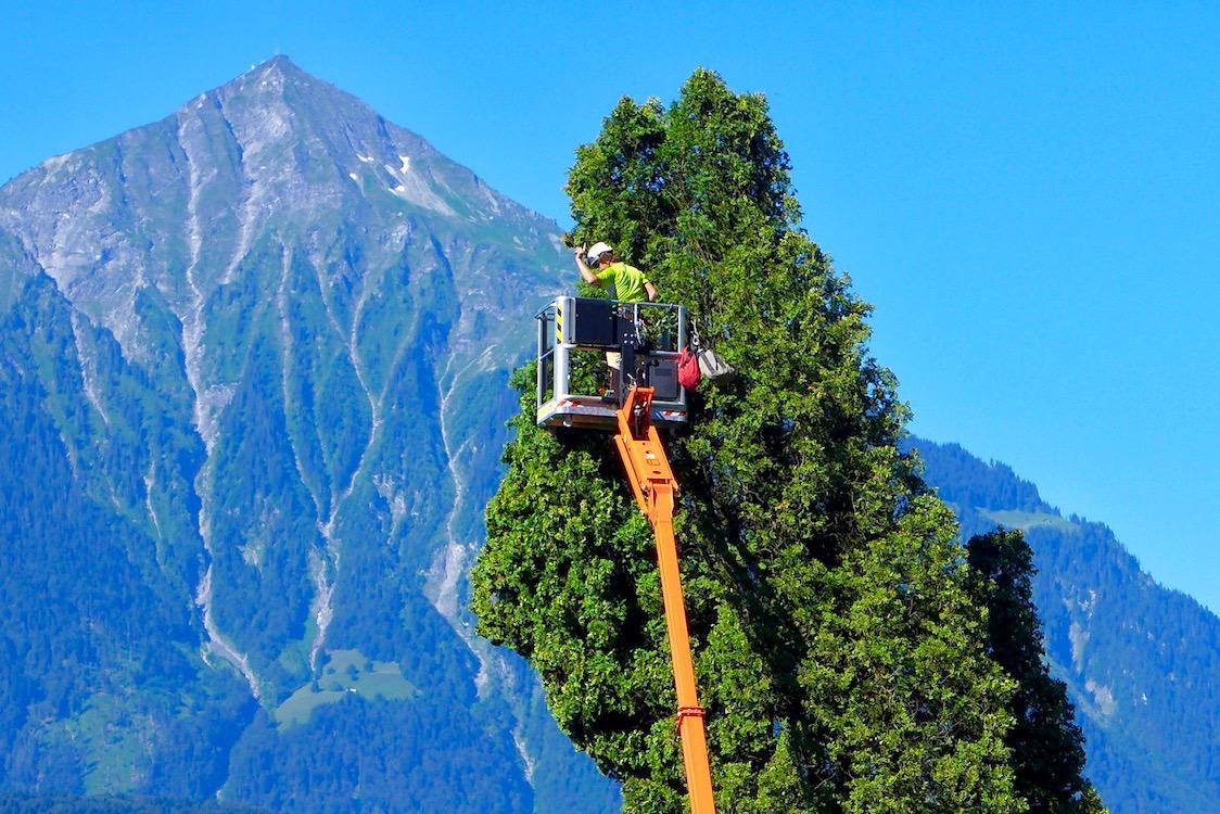 Baummensch GmbH, Seestrasse 20 in Thun