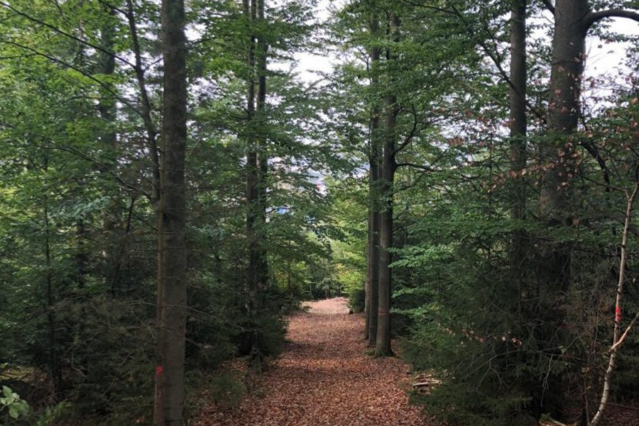 Bild 2 Wald- und Naturfriedhof Frankenwald in Naila