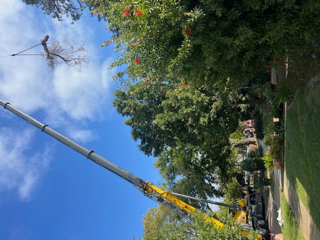 Images Haman Landscape and Tree Service