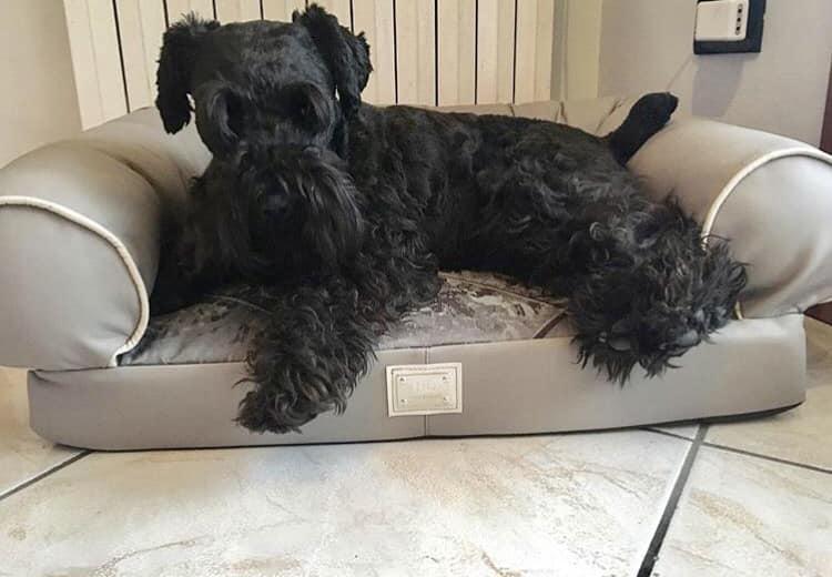 Images Homerdog