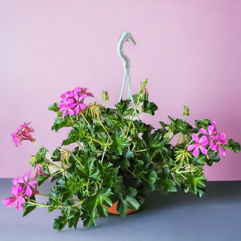 Images Barbagallo Plants