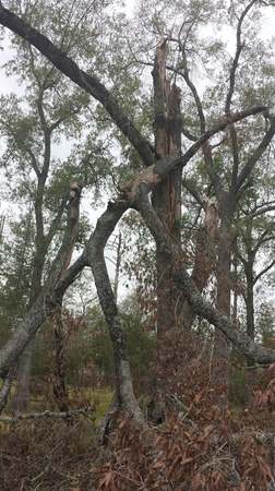Images TNT Tree Service