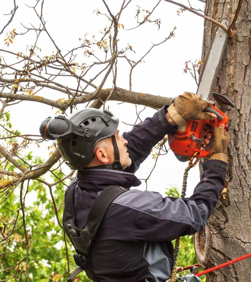 Serving businesses and homeowners in Huntsville, Alabama, we specialize in providing expert tree pruning services performed by ISA Certified Arborists. Our team is dedicated to ensuring your trees thrive and your landscape looks its best.