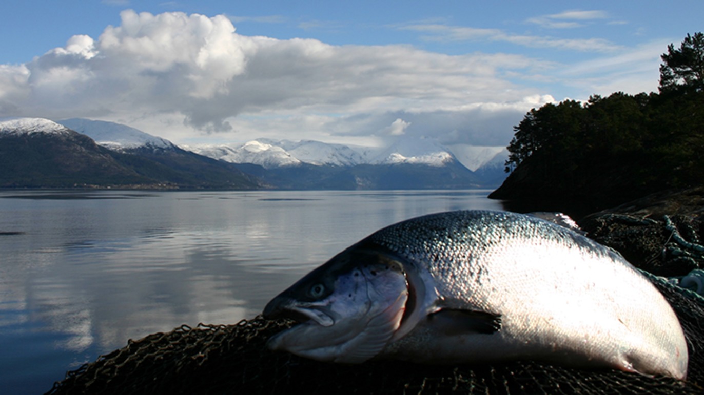Images HARDANGER SEAFOOD AS