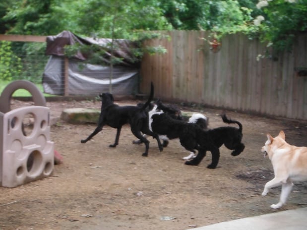 Images South Paw Doggie Daycare & Training Center