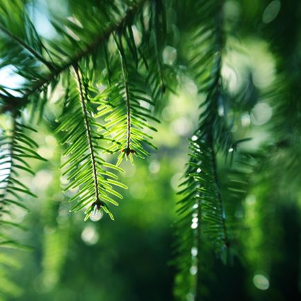 Images Metsänhoitoyhdistys Karstula-Kyyjärvi ry