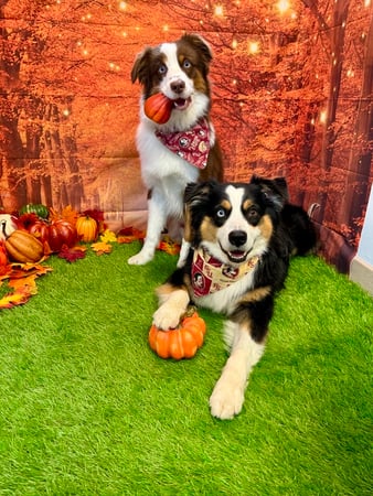 Images VCA Fleming Island Animal Hospital