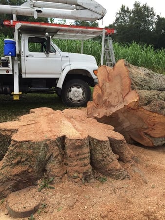 Images Olive Branch Tree Care