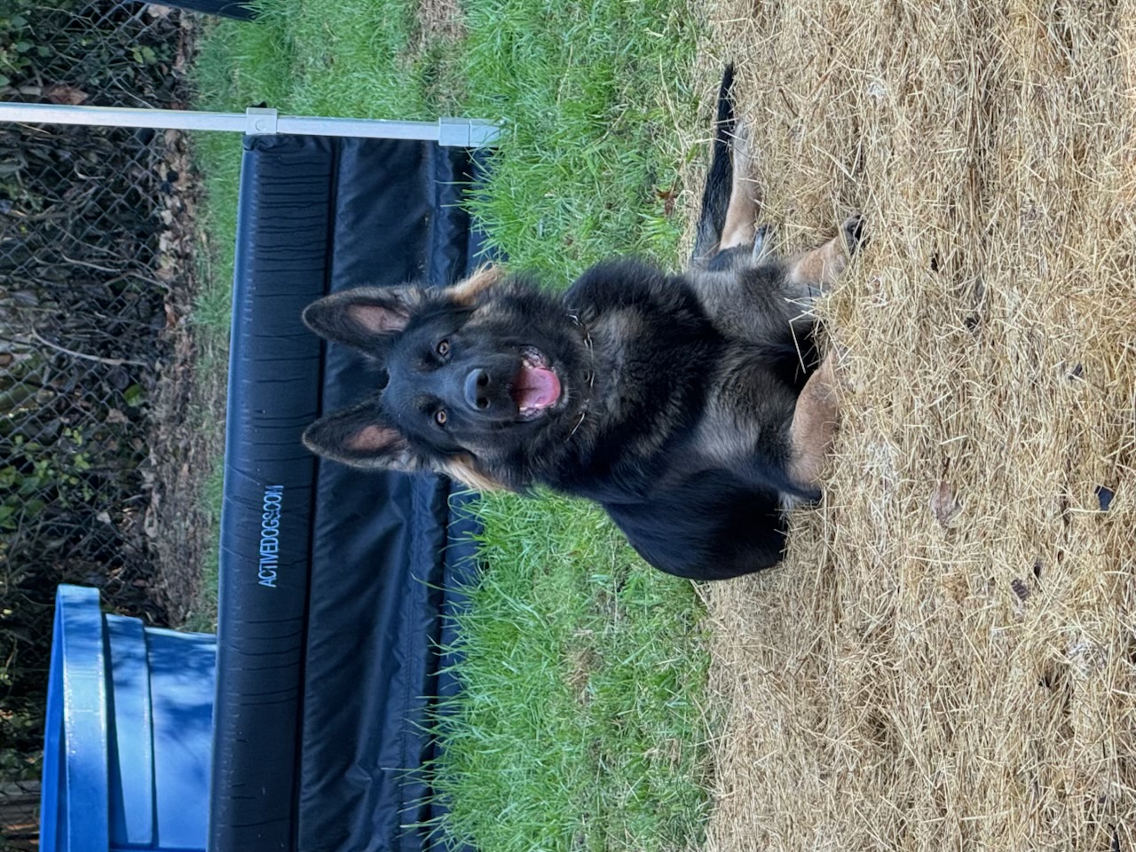 Russell's K9 Academy Image