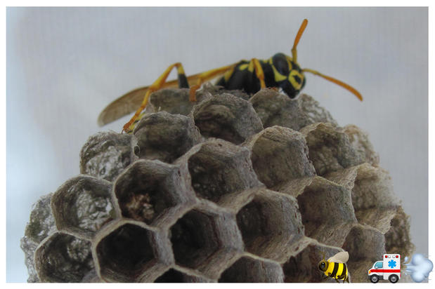 Images A Team Wildlife Removal & Bee Removal Miami