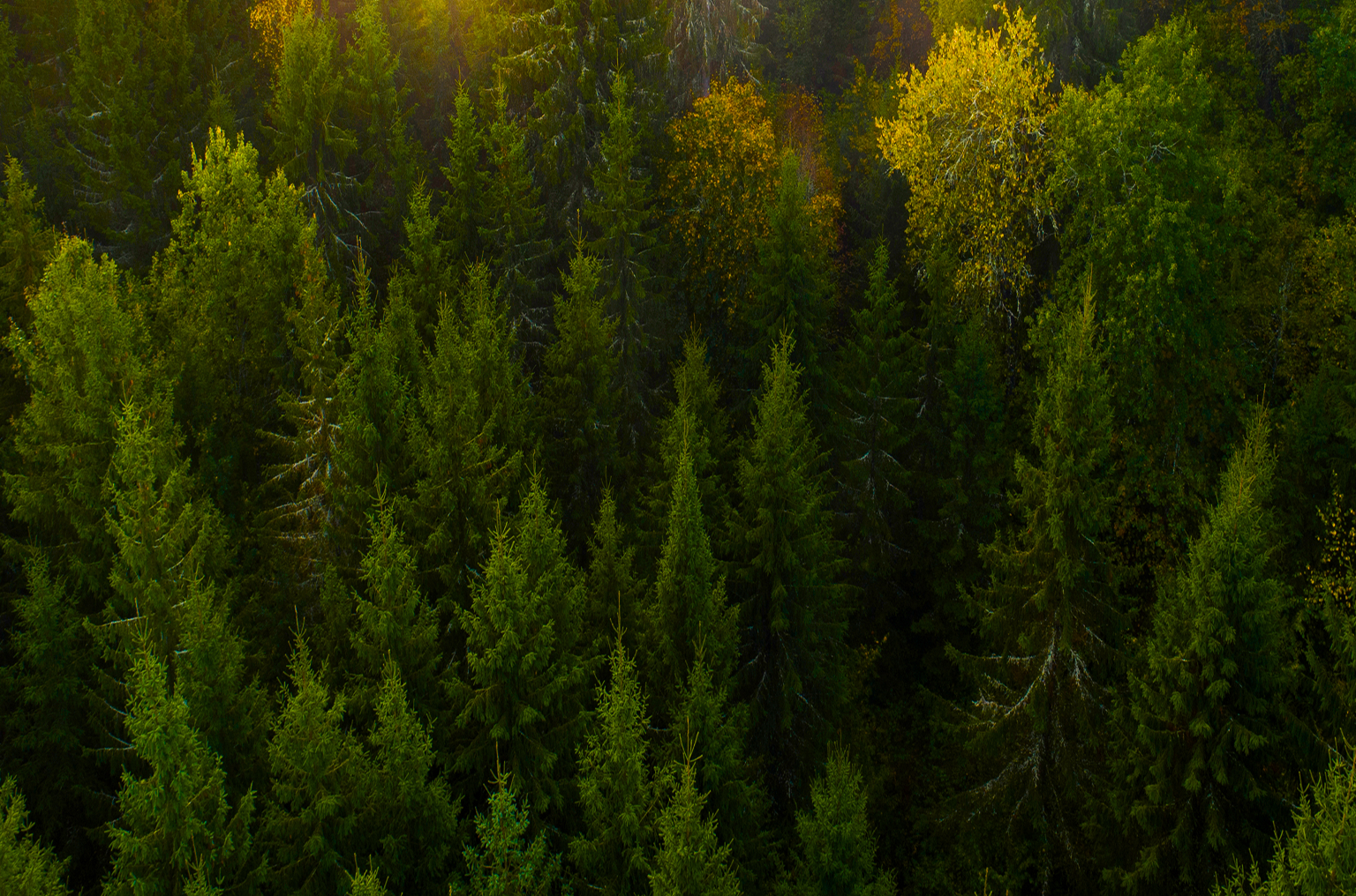 Aerial view of dense forest filled with evergreen trees.