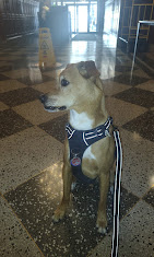 Images Downtown Brooklyn Pet Care