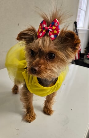 Images Bad, Beautiful & Bossy AKC Yorkies