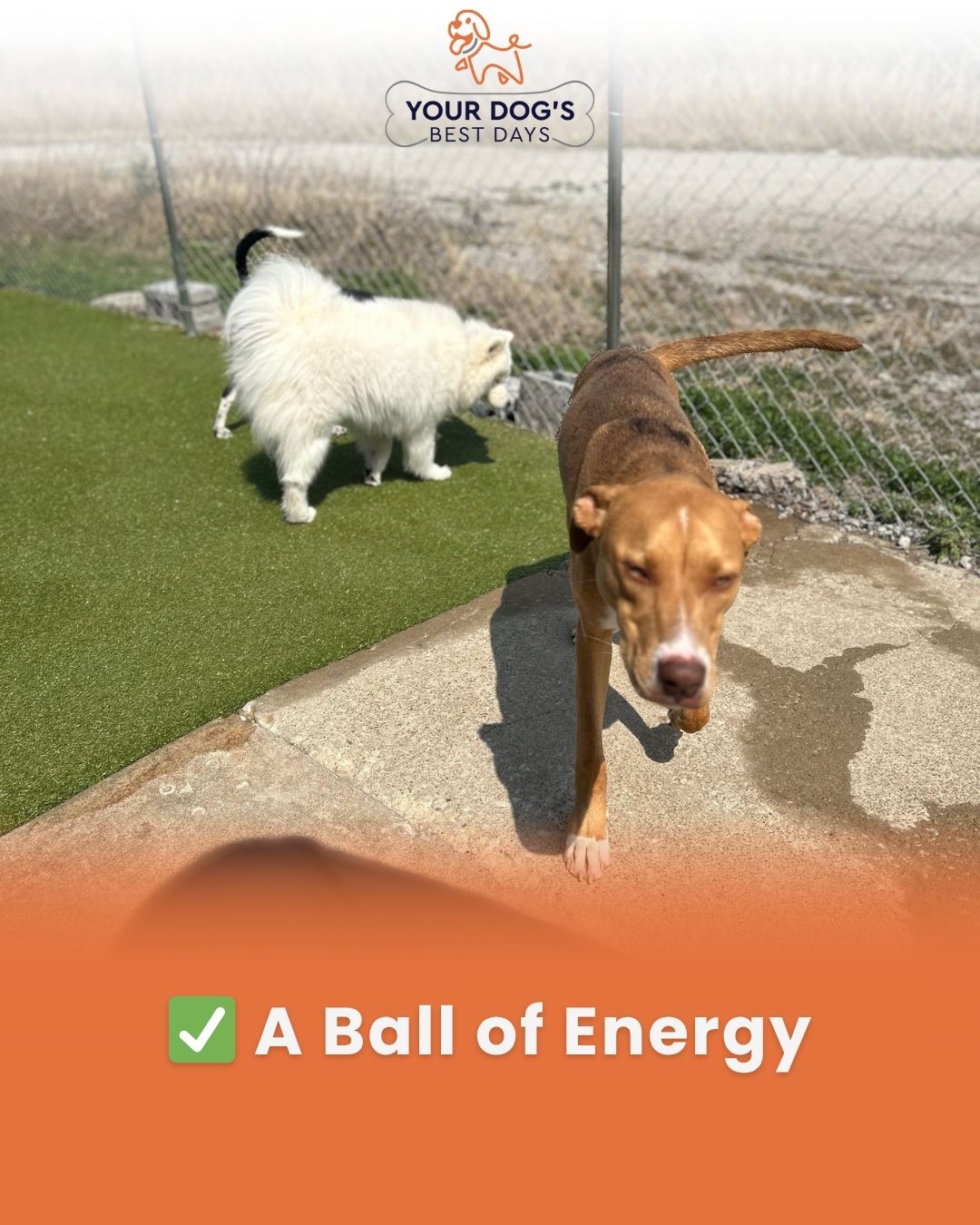 Energetic dog playtime photo showing dogs enjoying supervised outdoor fun in a safe daycare environment.