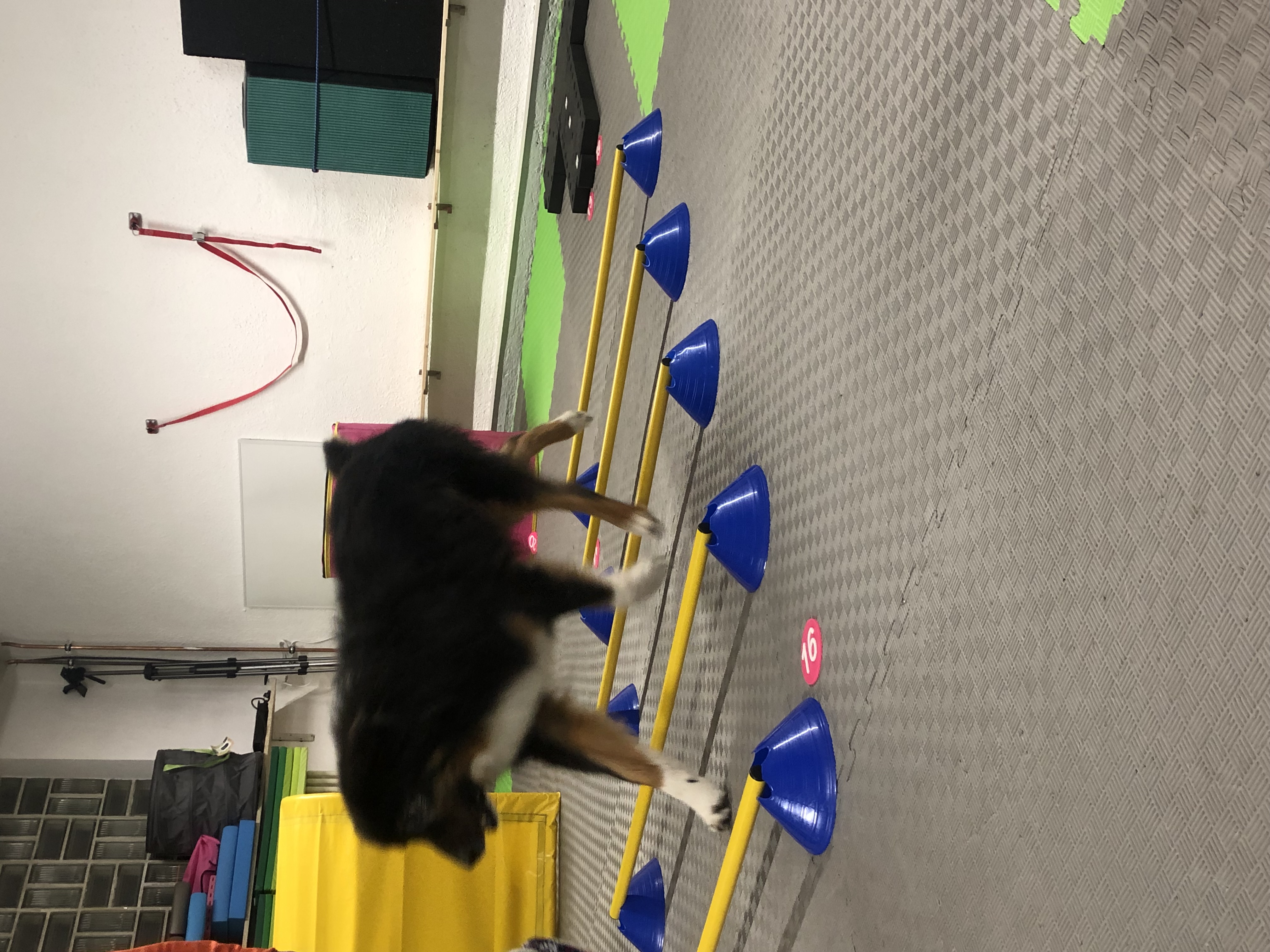 Bilder DOX.fitness - Hundeschule