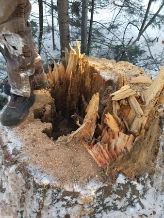 Images McMillan Tree Service