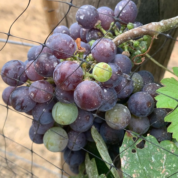 Images Bhachu Vineyards