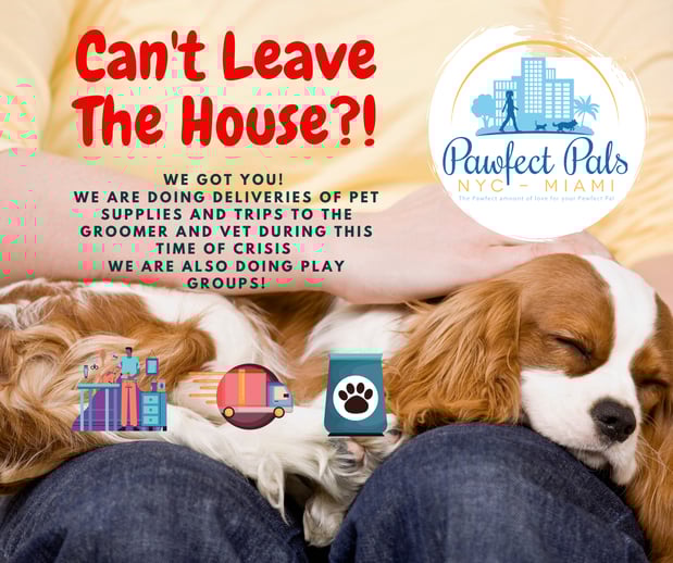 Images Pawfect Pals Miami