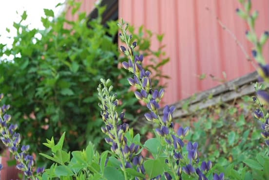 Images Red Mill Landscaping & Nursery