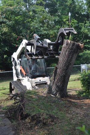 Images Jr's Stump Jumpers Tree Service