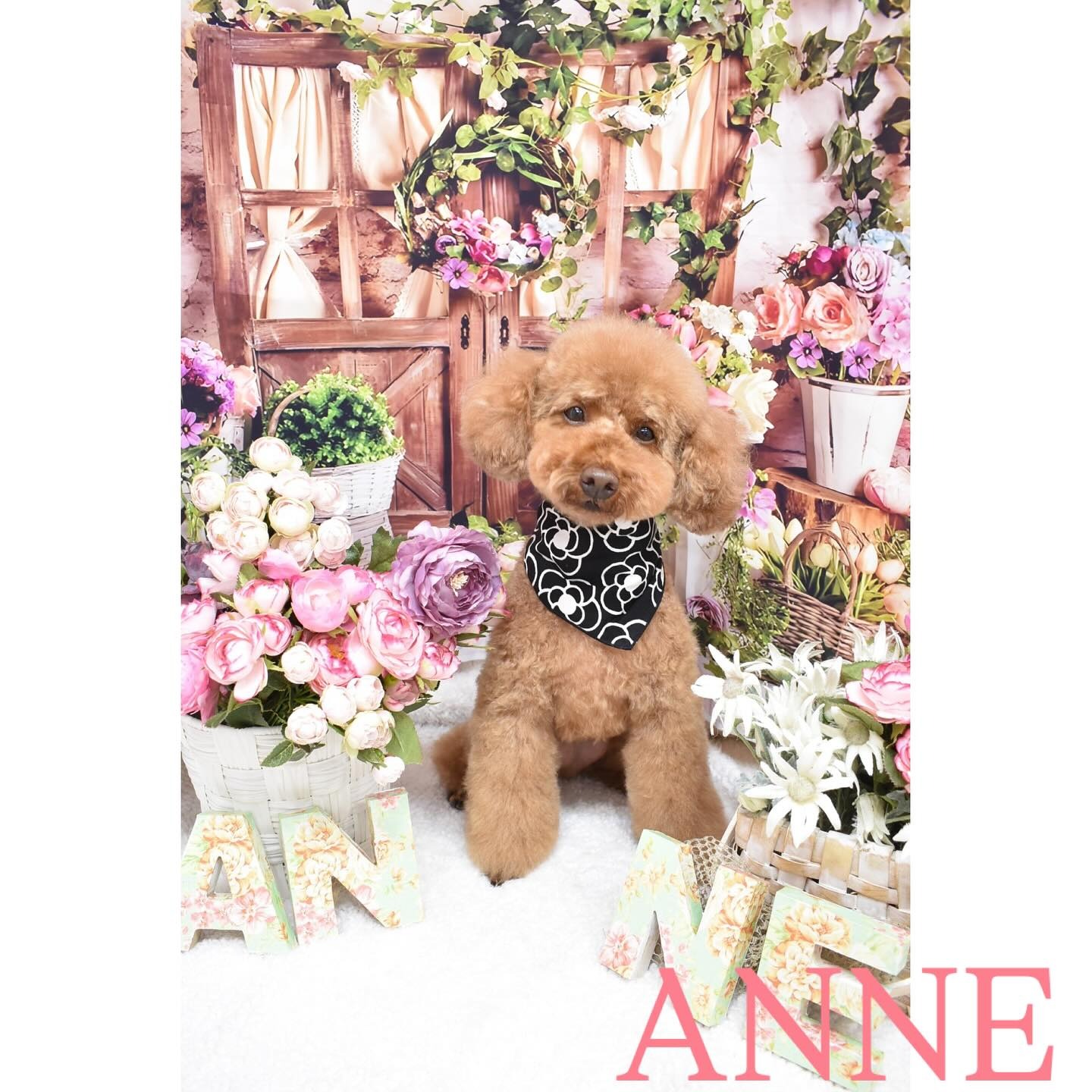 Images わんわんスタイルANNE