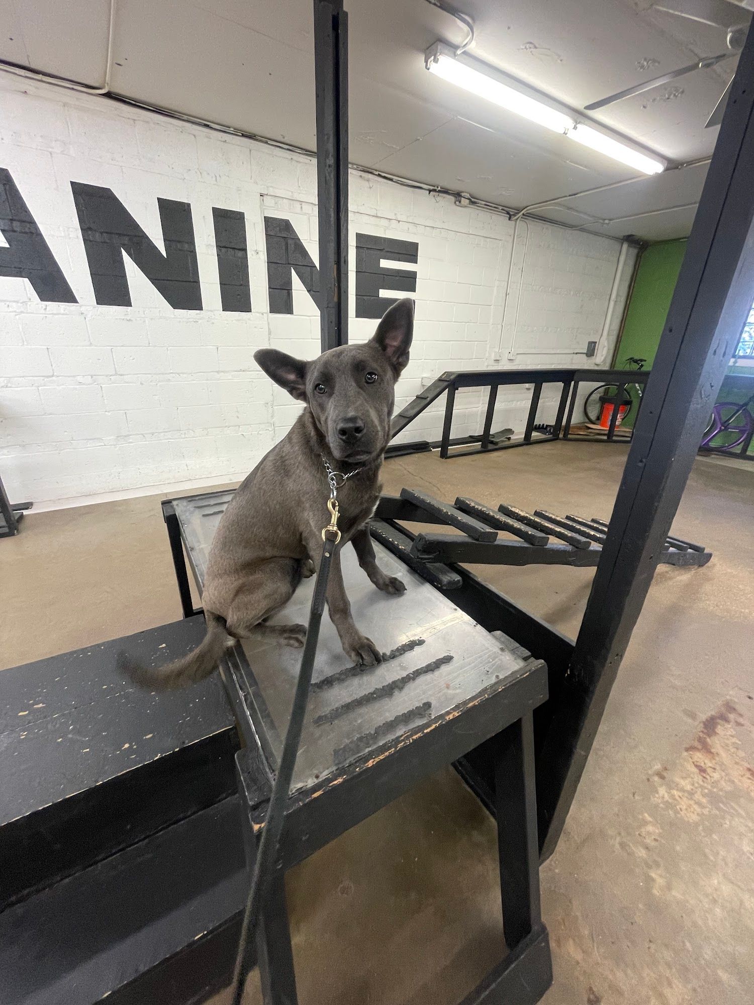 A gray dog sits on a raised training platform inside an indoor dog training facility, looking attentively at the camera. The space features black metal obstacles, concrete flooring, and large lettering on the wall.