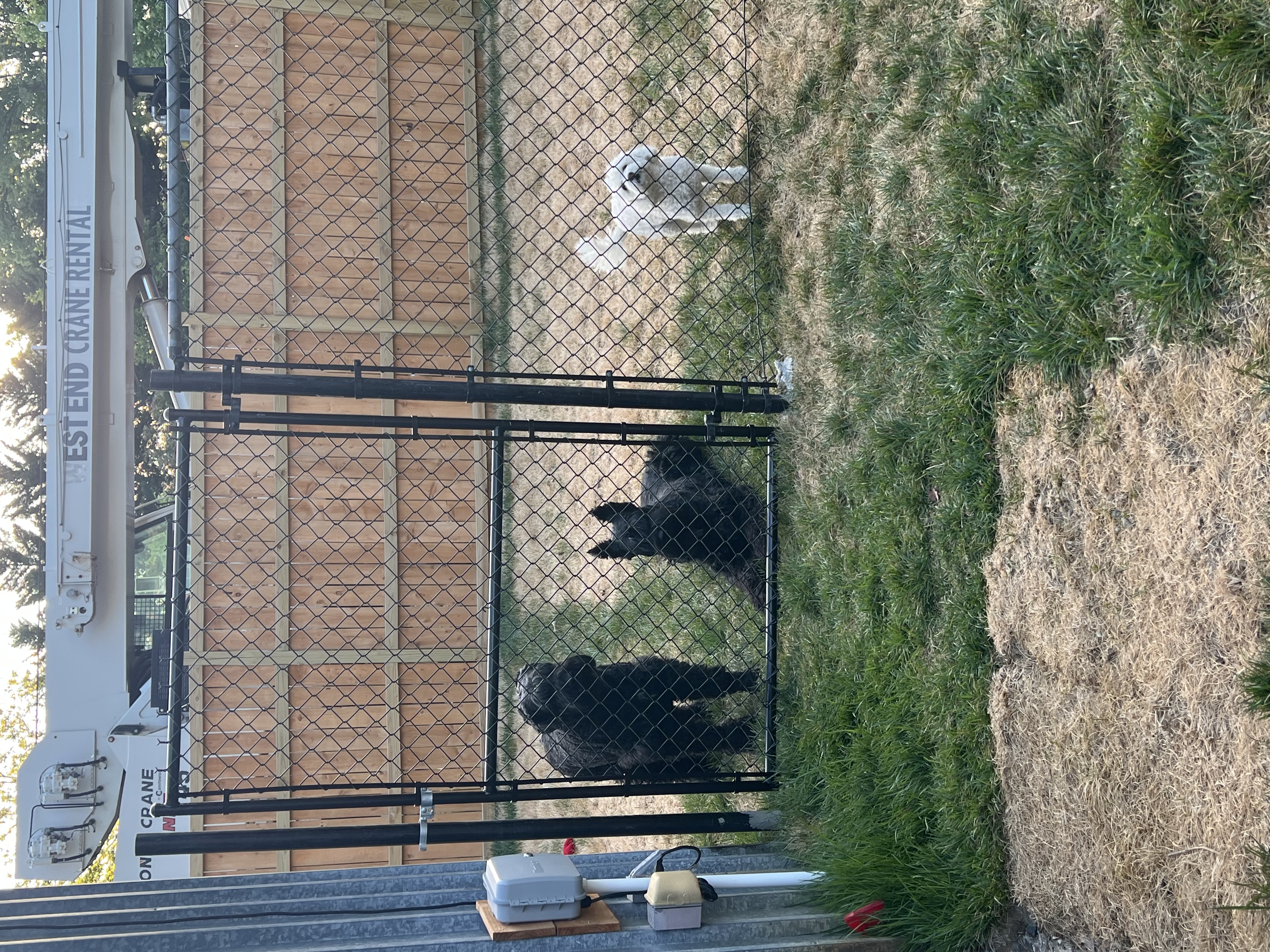Dog Boarding