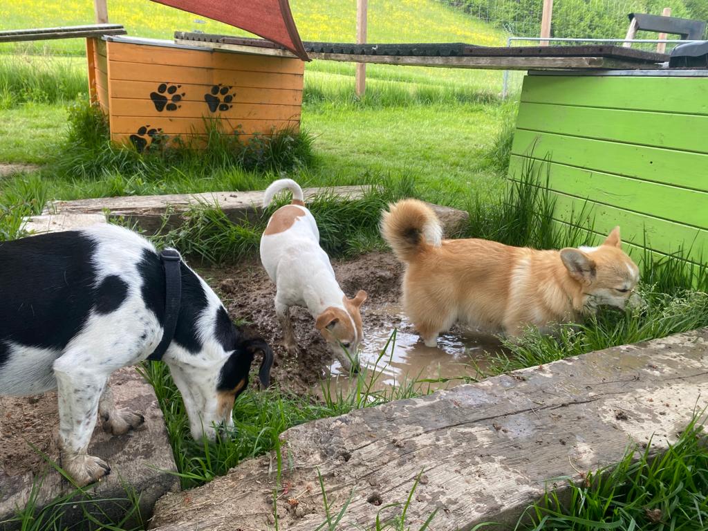 Bilder Alpepfötli GmbH