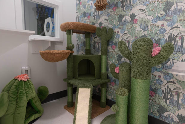 Images Cozy Cat Suites